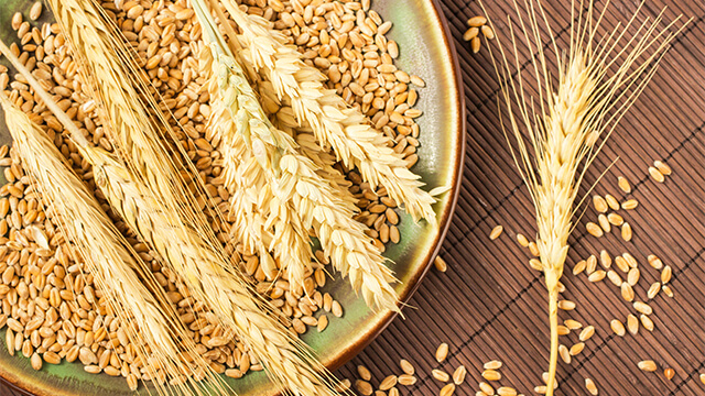 Wheat grains on a plate