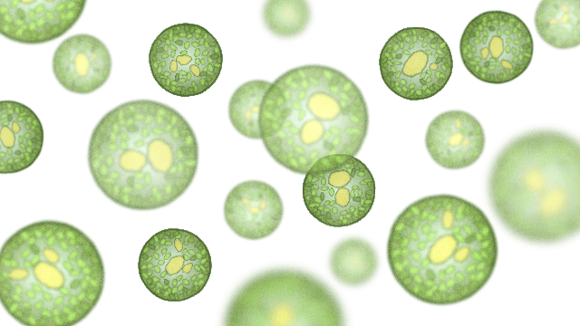 bacterial-fungus-640by360