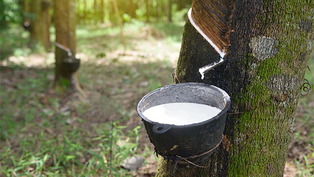 Natural latex from rubber tree