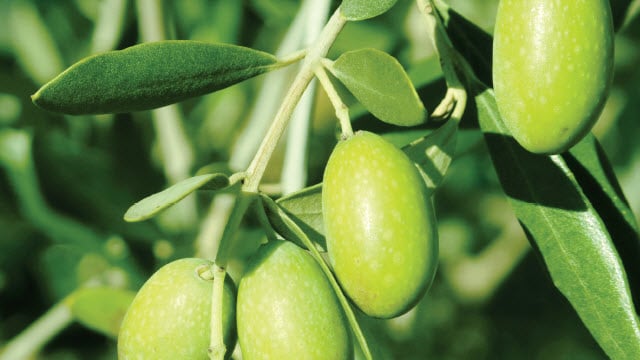 aceitedeoliva