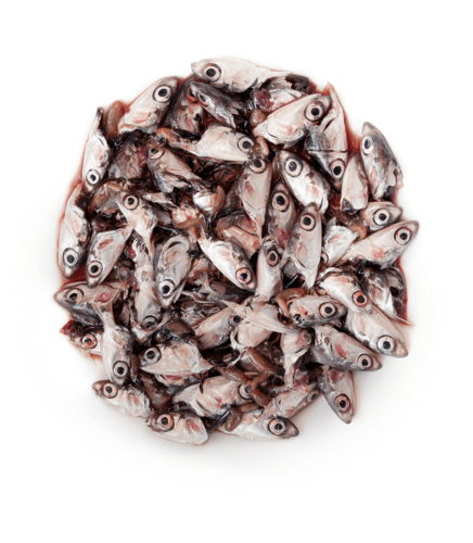 Partes pescado caldo Alfa Laval