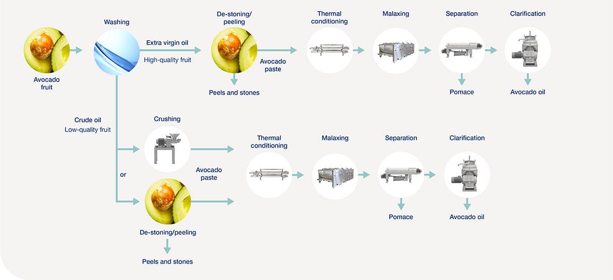 proceso de extracción de aceite de aguacate