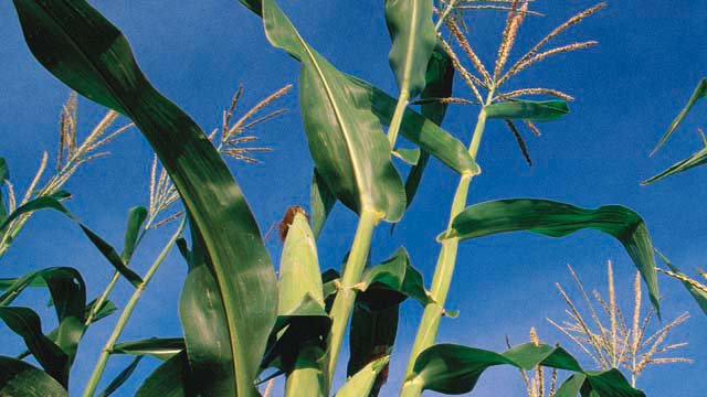 El biodiesel es un combustible que se elabora a partir de aceites vegetales