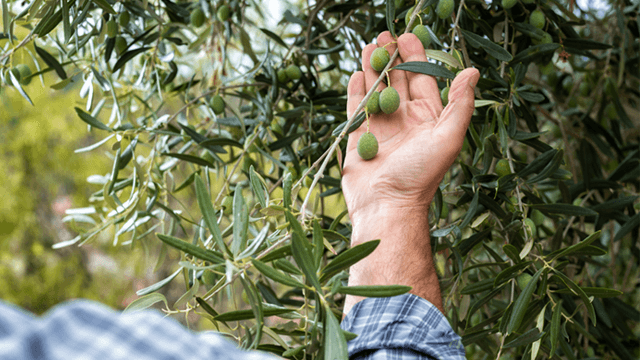 olive oil article