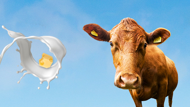 small-scale-dairy-vignette